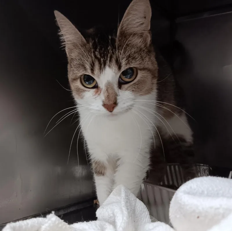 A young small-sized female Domestic Short Hair cat named Noisette for adoption in New Braunfels, TX