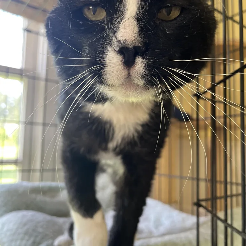 A senior large-sized male Black & White / Tuxedo Scottish Fold cat named Chappie for adoption in Hammond, LA