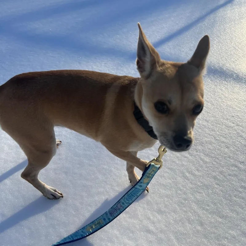 An adult small-sized female Yellow / Tan / Blond / Fawn Mixed Breed dog named Charlie for adoption in Newark, DE