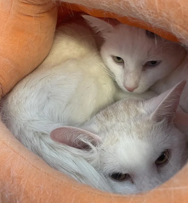 An adult medium-sized male Domestic Short Hair cat named W Carrot Top for adoption in Southbury, CT