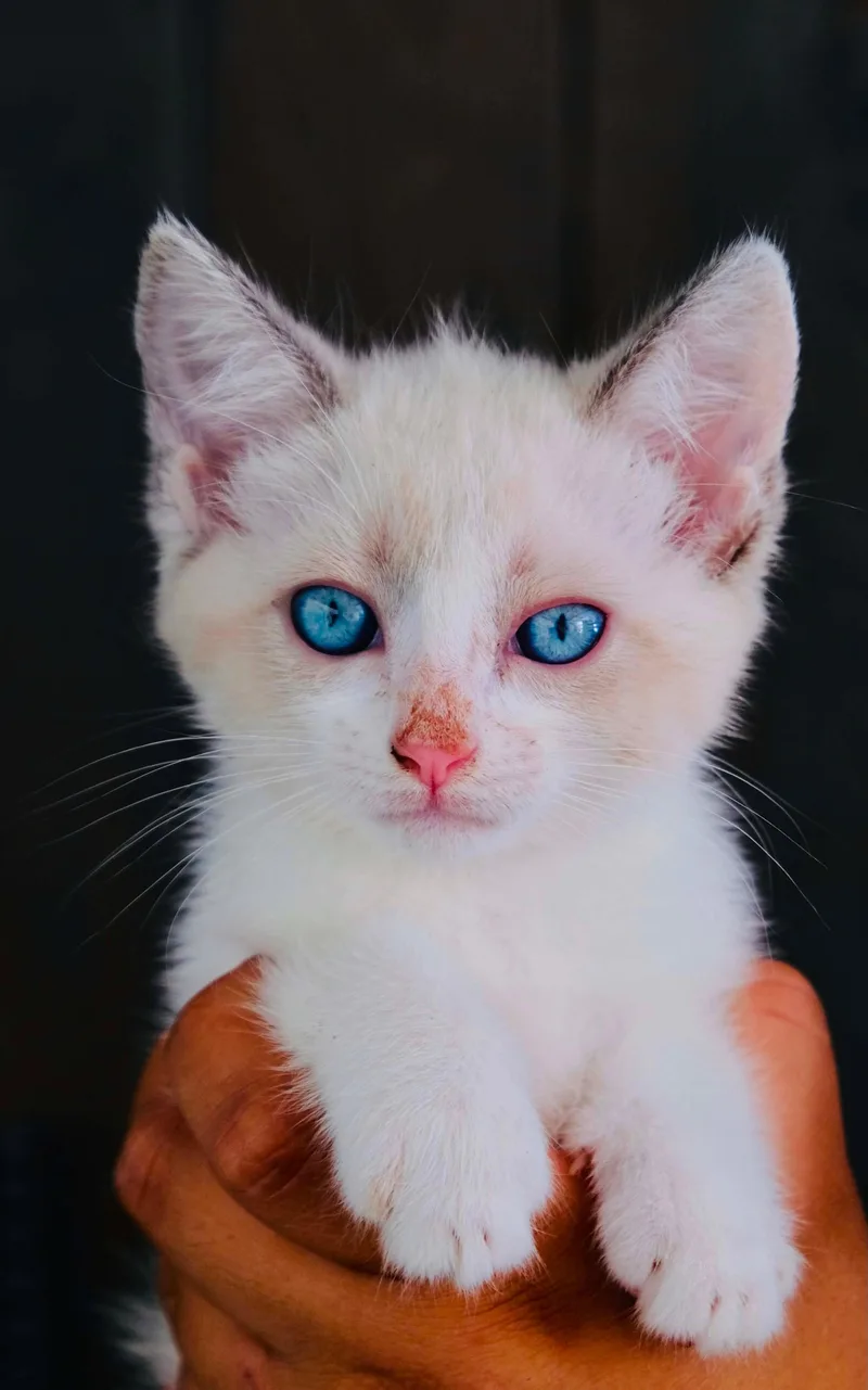 A baby small-sized female Siamese cat named Awaze for adoption in San Diego, CA