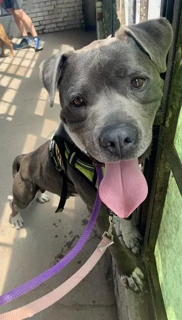 An adult medium-sized male Pit Bull Terrier dog named Red for adoption in Albuquerque, NM