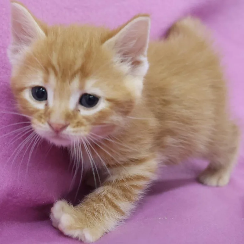 A baby small-sized male Orange / Red Domestic Short Hair cat named Jasper C for adoption in Princeton, MN