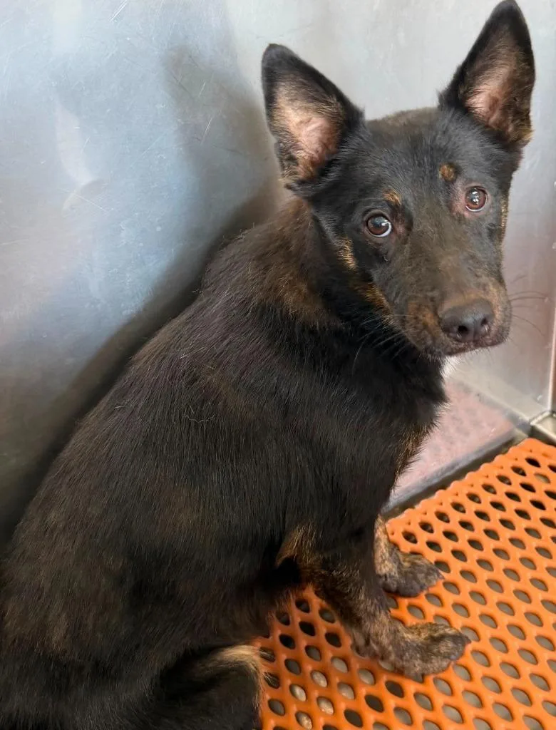 A young large-sized male Mixed Breed dog named Ocean for adoption in Henderson, NC