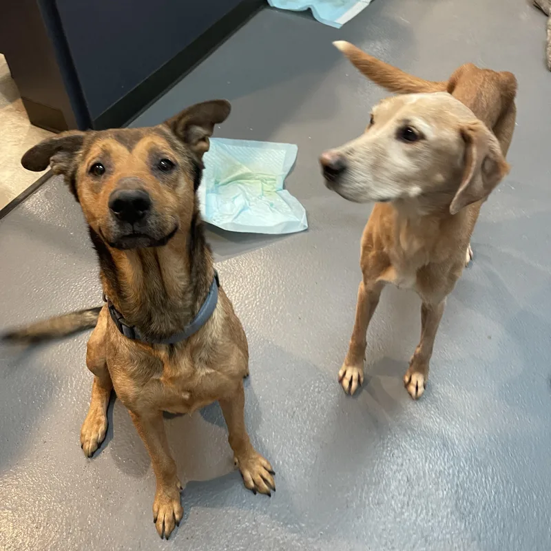 Clyde Cm thumbnail 4