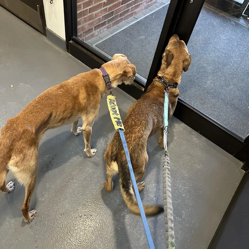 Clyde Cm thumbnail 5