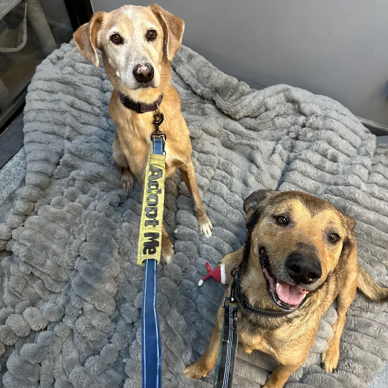 Clyde Cm thumbnail 6