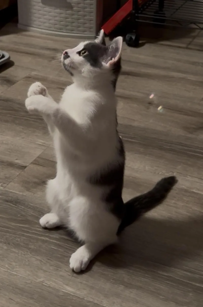A baby small-sized female Gray & White Domestic Short Hair cat named Lila for adoption in Orange, CA