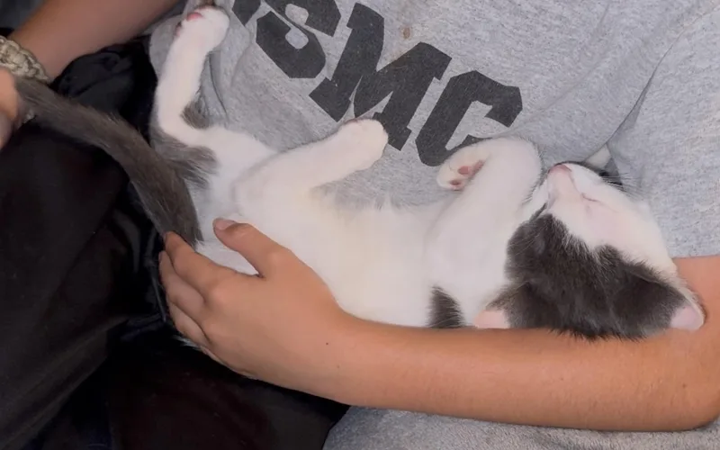 Lila thumbnail 5