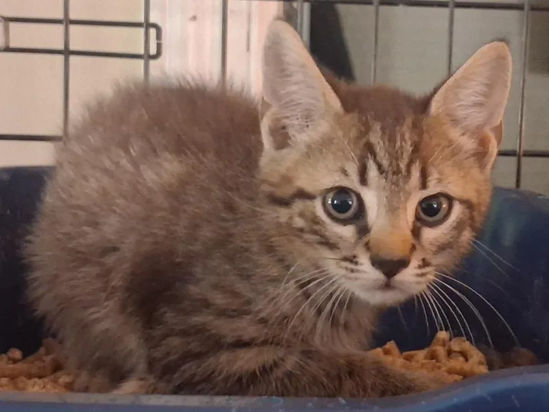 A baby small-sized male Brown / Chocolate Domestic Short Hair cat named Nemo for adoption in Greensboro, NC