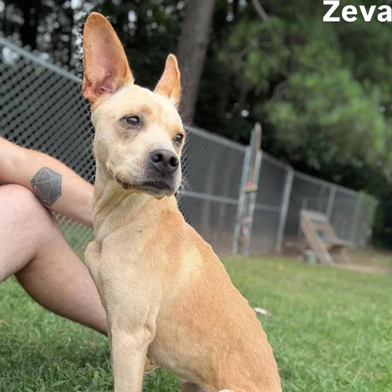 Zeva thumbnail 2