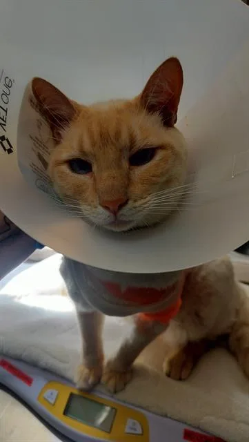An adult large-sized male Siamese cat named Chipper for adoption in Pueblo, CO