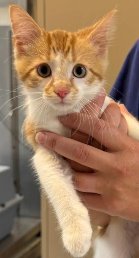 A baby medium-sized male Domestic Short Hair cat named Pumba for adoption in Sandusky, OH