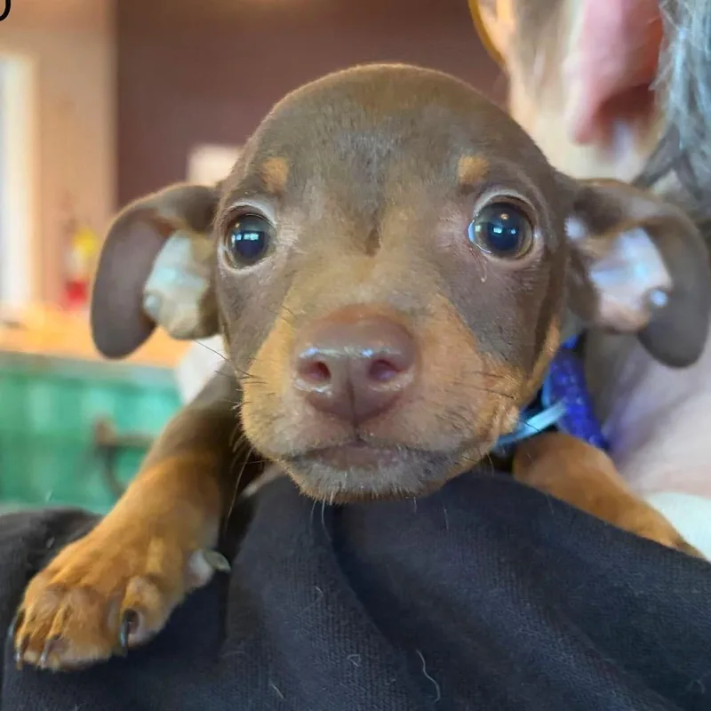 A baby small-sized male Red / Chestnut / Orange Mixed Breed dog named Bud for adoption in San Francisco, CA
