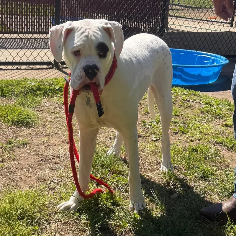 A young large-sized male White / Cream Boxer dog named Roscoe By Appointment for adoption in Kennebunk, ME