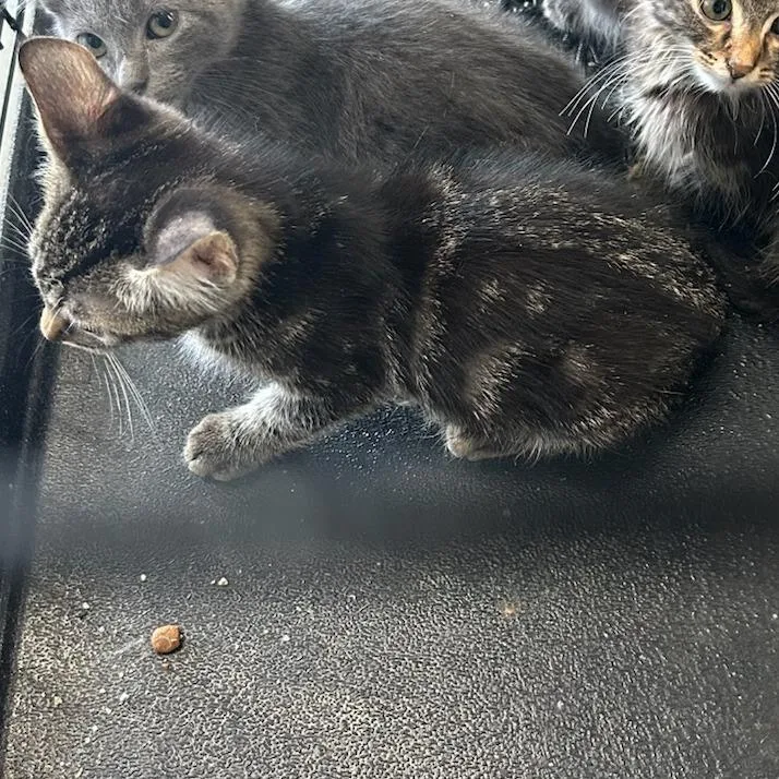 A baby small-sized male Domestic Short Hair cat named Pepper for adoption in Breese, IL