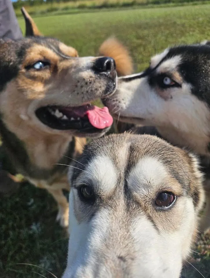 A young medium-sized female Husky dog named Shelly for adoption in Gloucester, VA