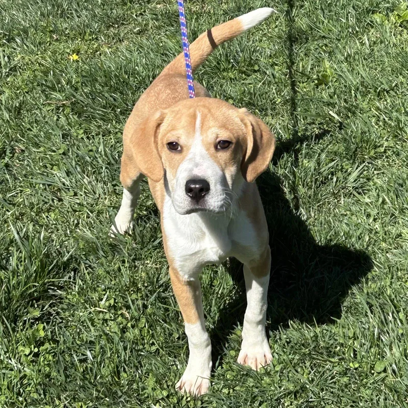 A baby medium-sized male Beagle dog named Brew for adoption in Norwood, OH