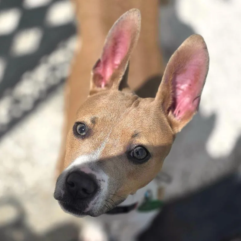 Mary Jane thumbnail 4