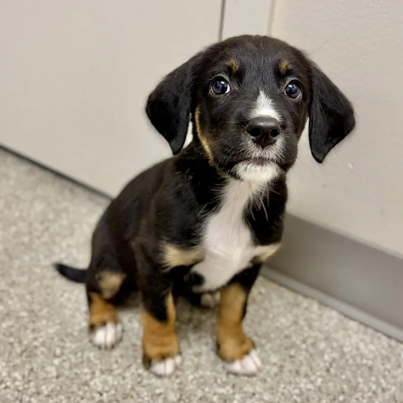 A baby medium-sized male English Springer Spaniel dog named Evan for adoption in Whitehall, PA