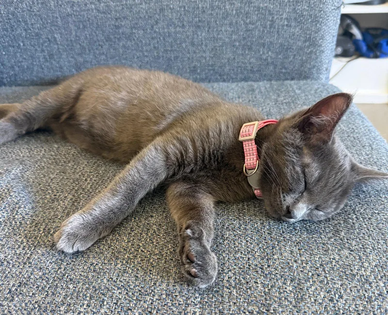 Lala