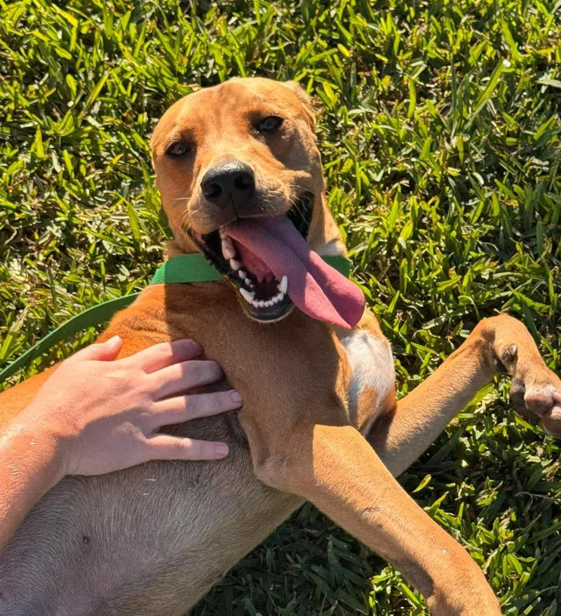 An adult large-sized male Labrador Retriever dog named Tucker  Smart Boy for adoption in Sugar Land, TX