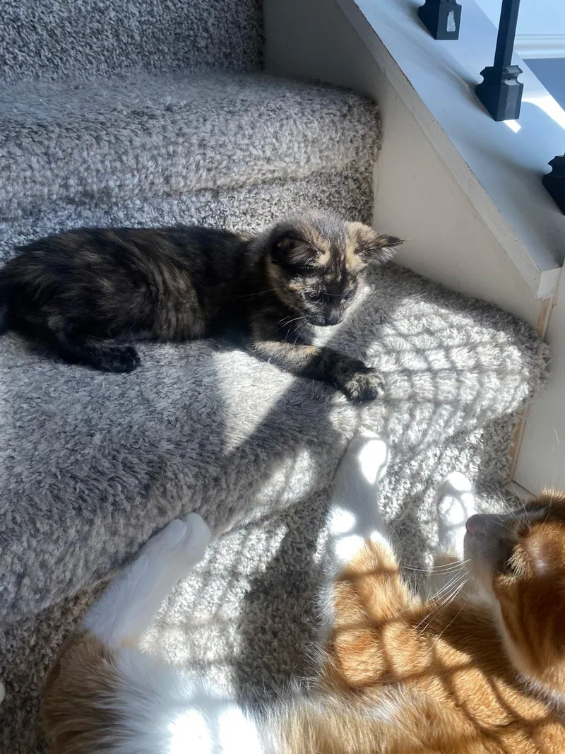 A baby small-sized female Tortoiseshell Domestic Short Hair cat named Birdie for adoption in Mineral Point, WI