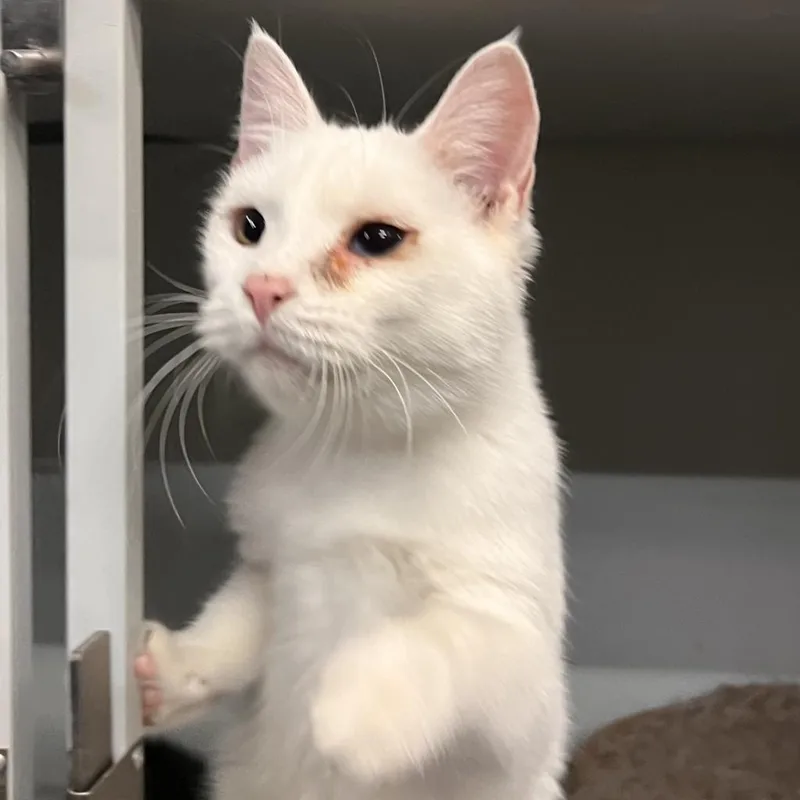 An adult medium-sized female White Domestic Short Hair cat named Frostine for adoption in Hemet, CA
