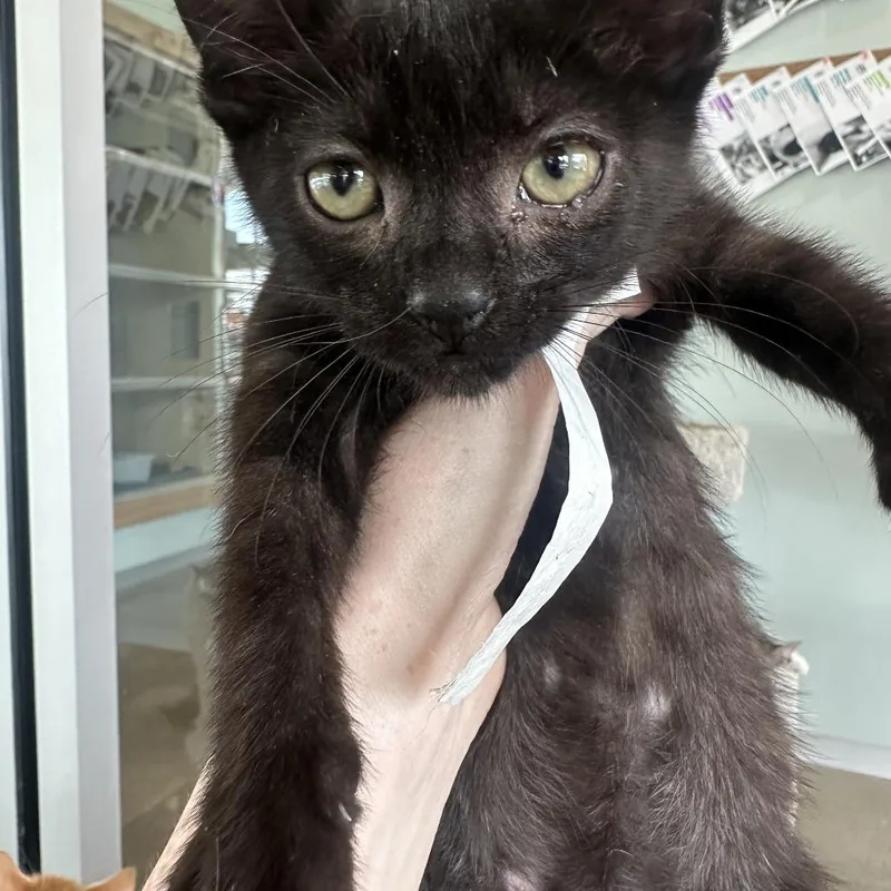 A baby small-sized male Black Domestic Short Hair cat named Bagheera for adoption in Leander, TX