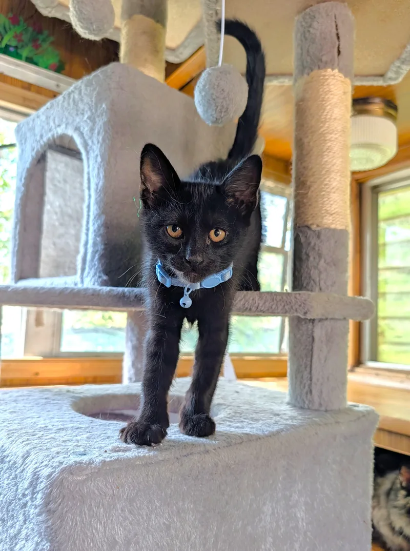 A baby medium-sized male Black Domestic Short Hair cat named Binx for adoption in Washoe Valley, NV