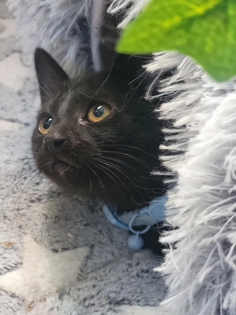 Binx thumbnail 2