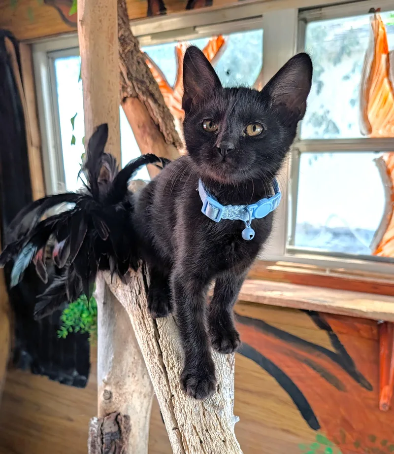 Binx thumbnail 3
