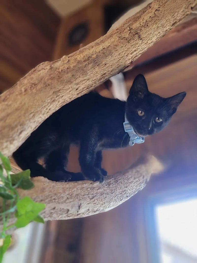 Binx thumbnail 4