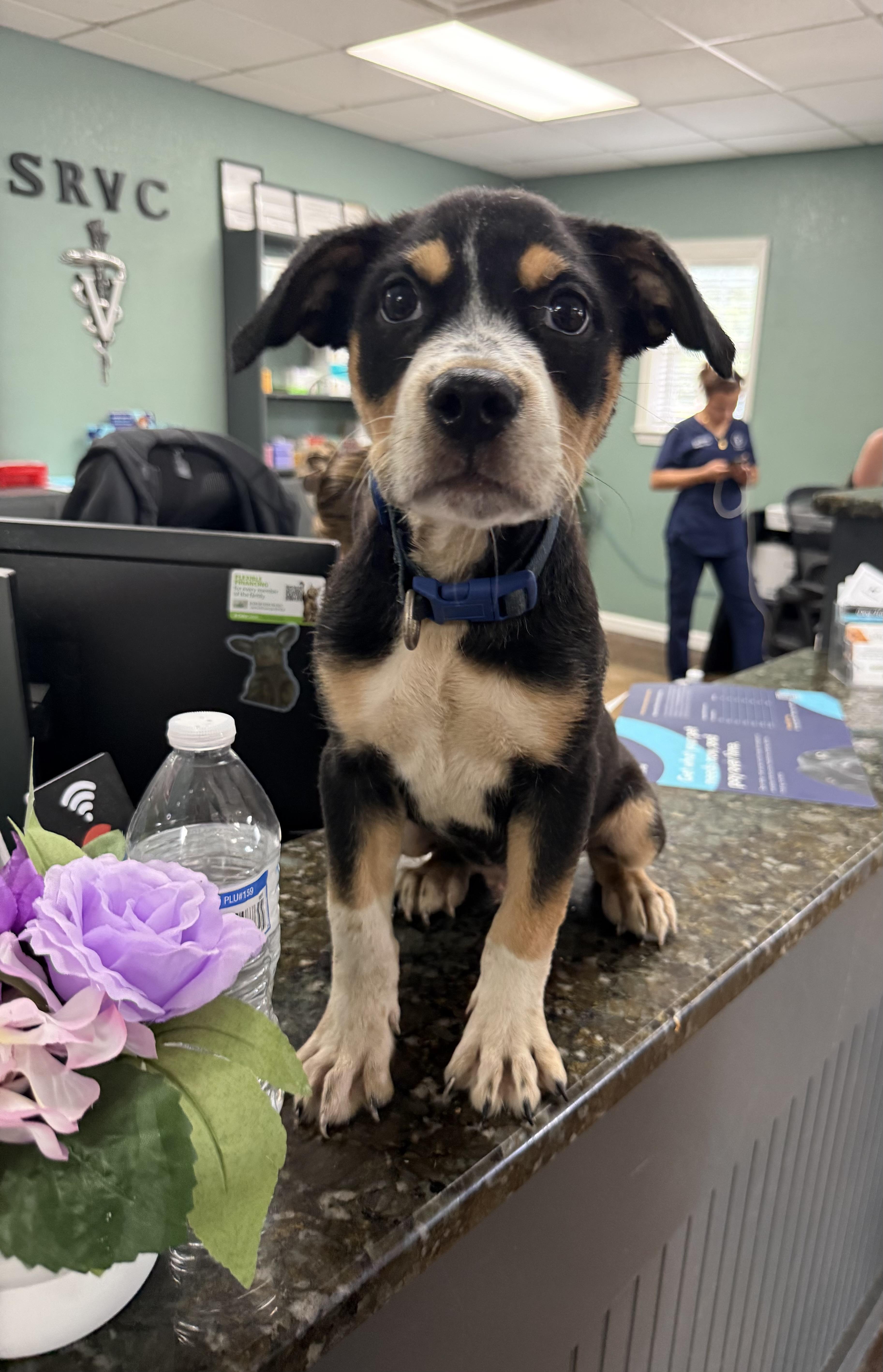 A baby medium-sized male Mixed Breed dog named C for adoption in Conway, SC