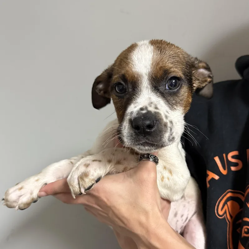 Espresso thumbnail 2