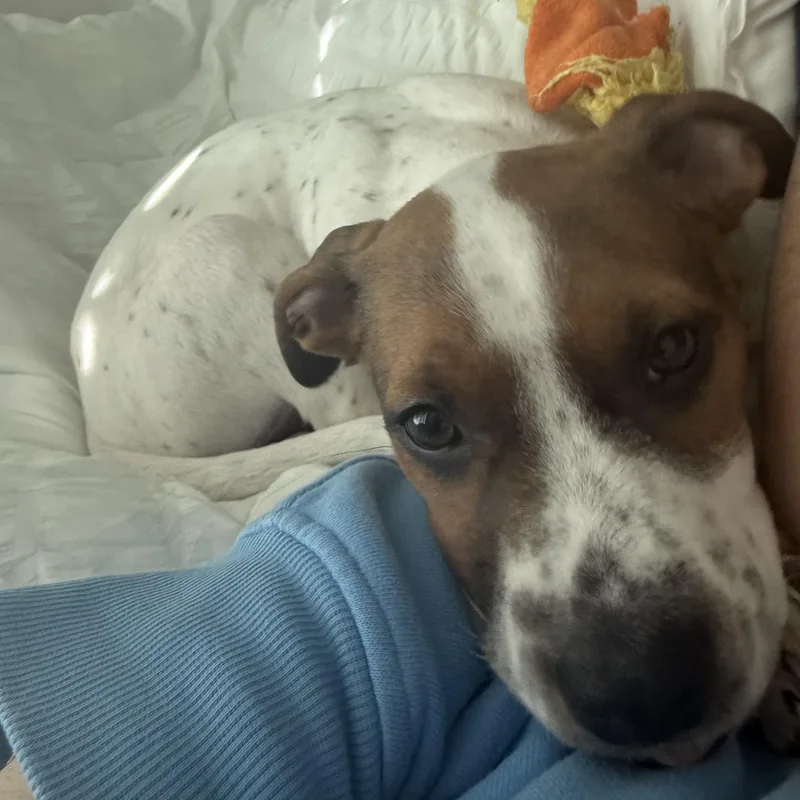 Espresso thumbnail 5