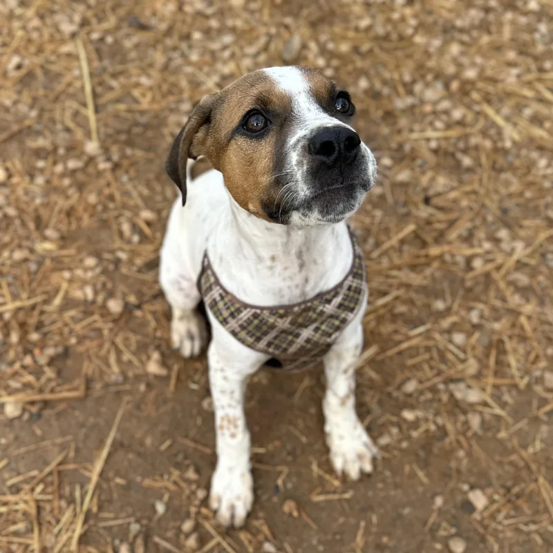 Espresso thumbnail 6