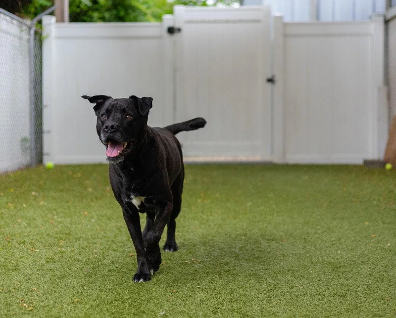 An adult large-sized male Labrador Retriever dog named Oakley for adoption in Bloomfield, CT