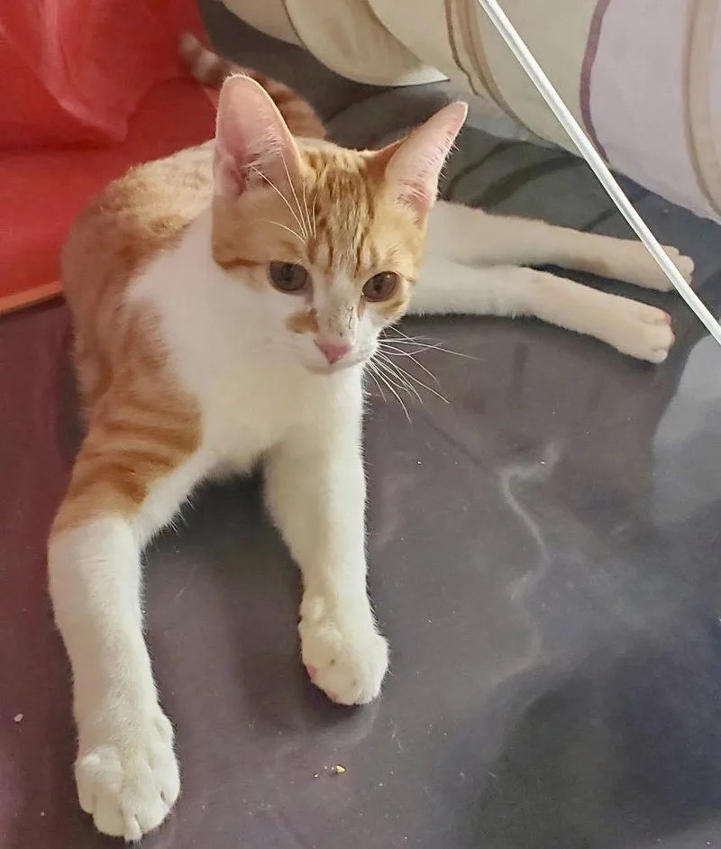 A young medium-sized male Orange / Red Domestic Short Hair cat named Muenster for adoption in Flushing, NY