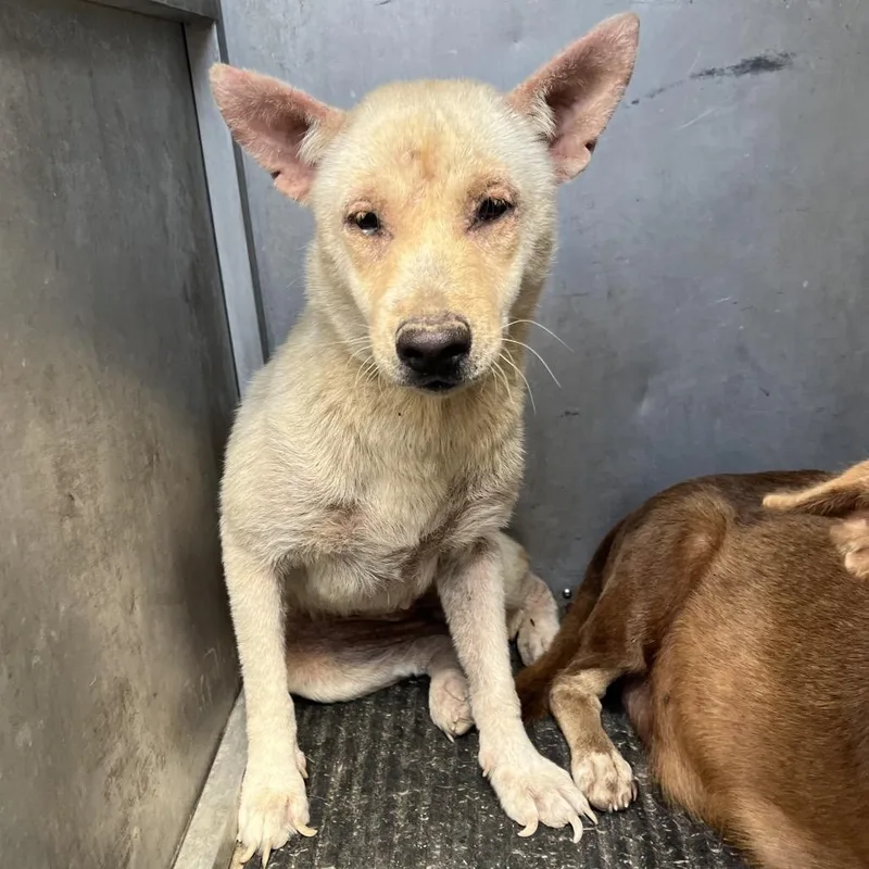 An adult medium-sized female White / Cream Shepherd dog named Missouri for adoption in Edinburg, TX