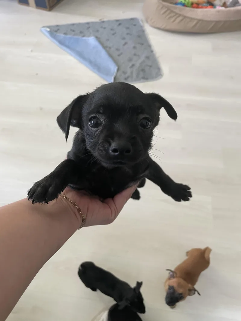 A baby small-sized male Black Wire Fox Terrier dog named Espresso for adoption in Port Saint Lucie, FL