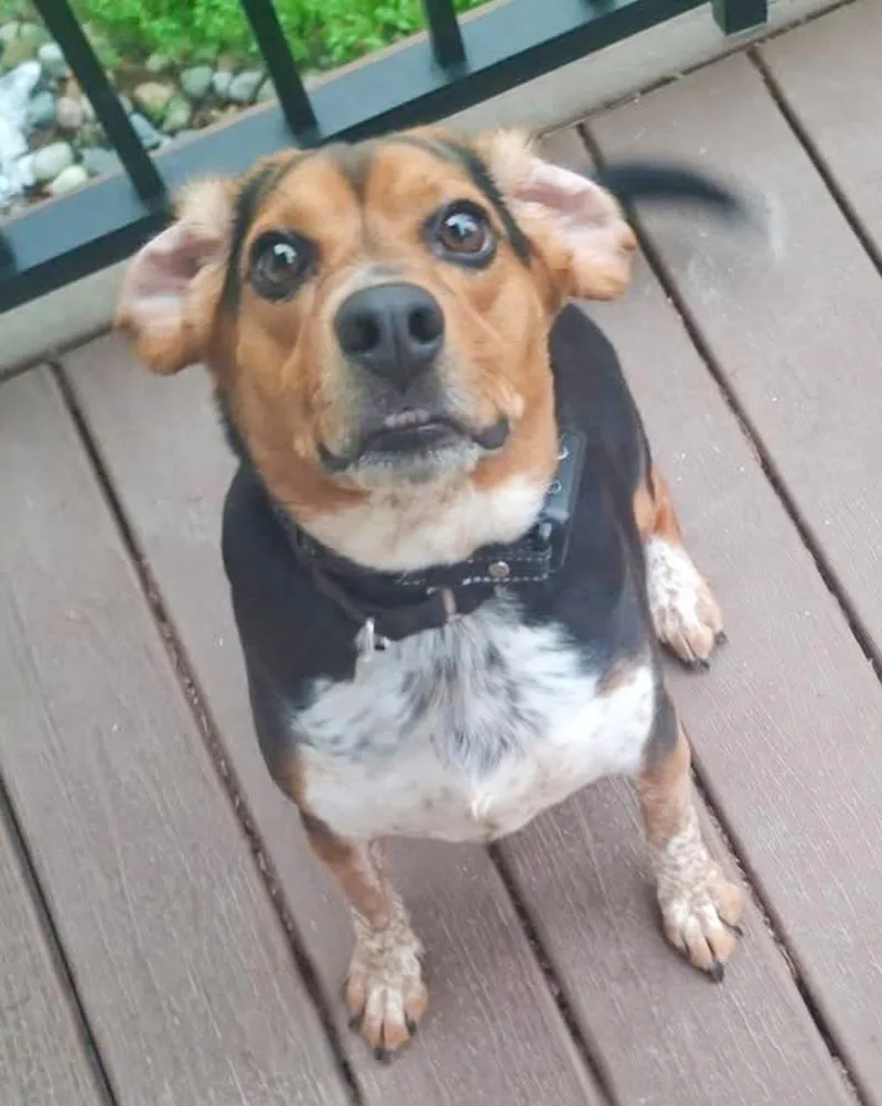 An adult medium-sized male Tricolor (Brown, Black, & White) Beagle dog named Gizmo Needs A Forever for adoption in Birmingham, MI