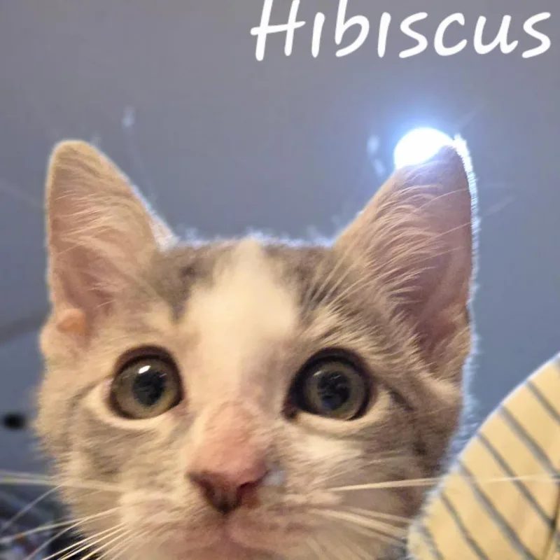A baby small-sized male Gray / Blue / Silver Domestic Short Hair cat named Hybiscus for adoption in Waldorf, MD