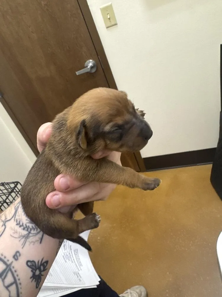 A baby small-sized male Brown / Chocolate Chihuahua dog named Fletch for adoption in Orlando, FL