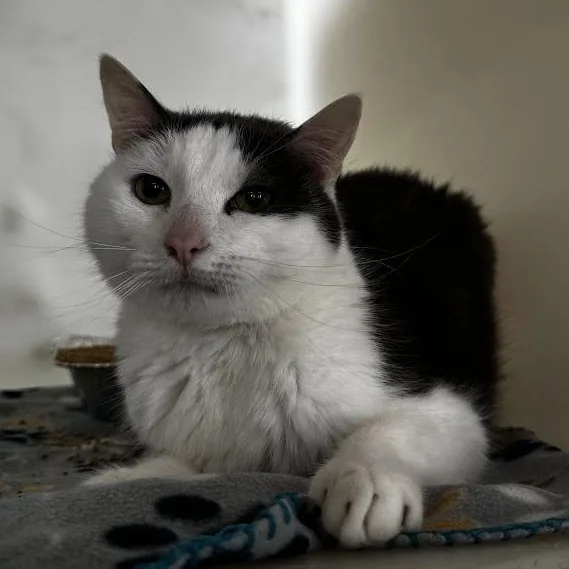 An adult medium-sized male Gray & White Domestic Short Hair cat named Cotton Swab for adoption in Waterloo, IA