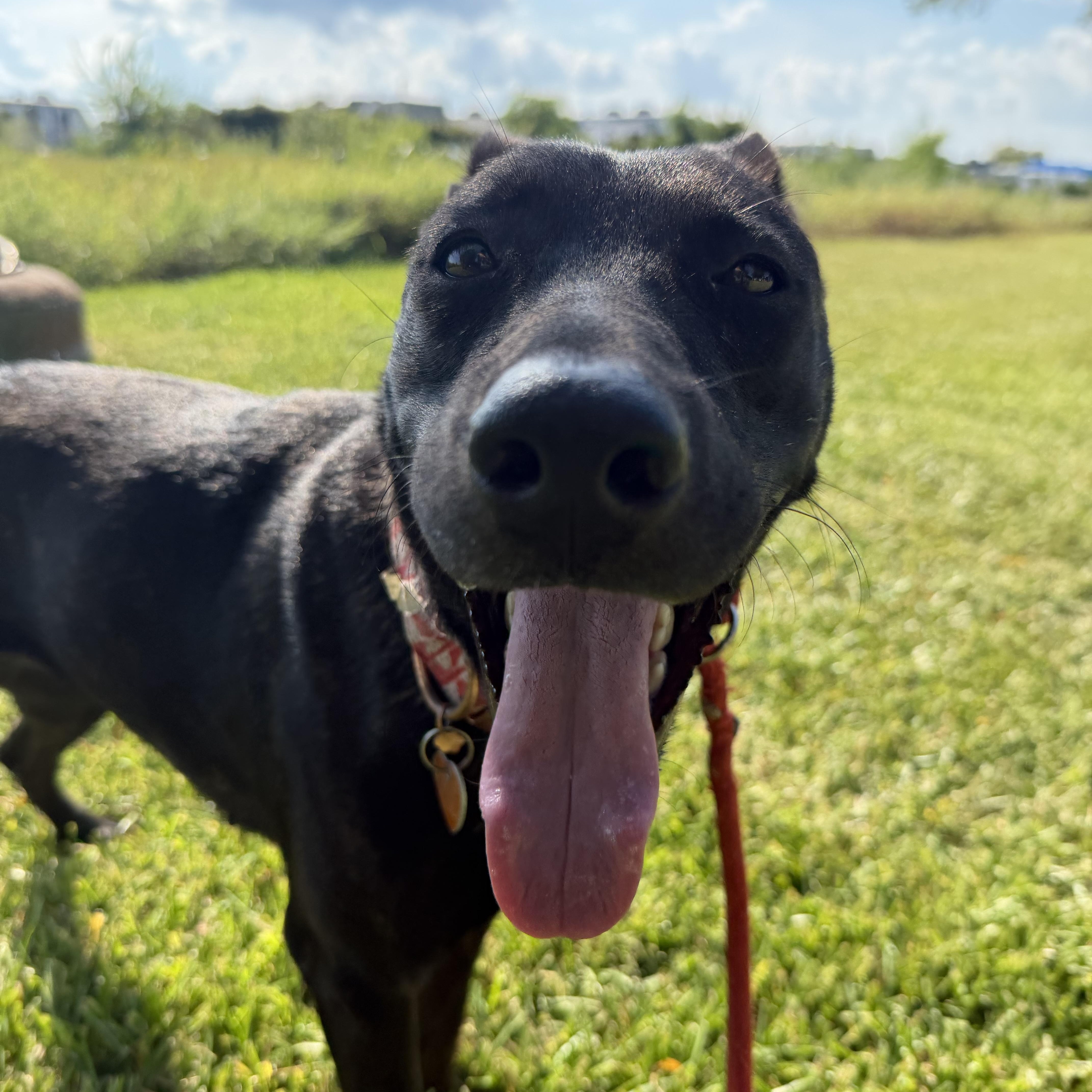 A young medium-sized female Shepherd dog named RaynaYou for adoption in Pearland, TX