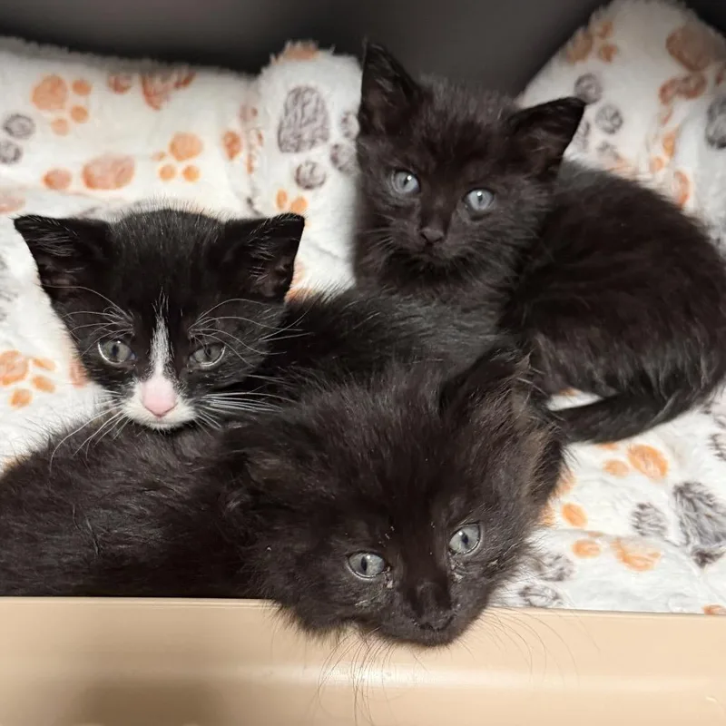 A baby small-sized male Black Domestic Short Hair cat named Matthew for adoption in Long Beach, CA