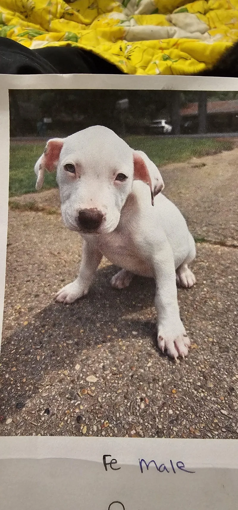 A baby small-sized female Yellow / Tan / Blond / Fawn Pit Bull Terrier dog named Princess Bigfoot for adoption in Biloxi, MS