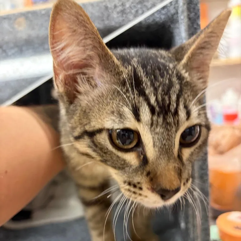 A young small-sized male Gray / Blue / Silver Domestic Short Hair cat named Dynamo for adoption in Lake Jackson, TX
