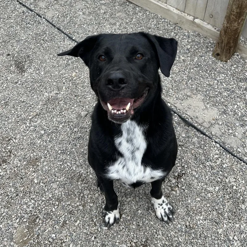 Ranger